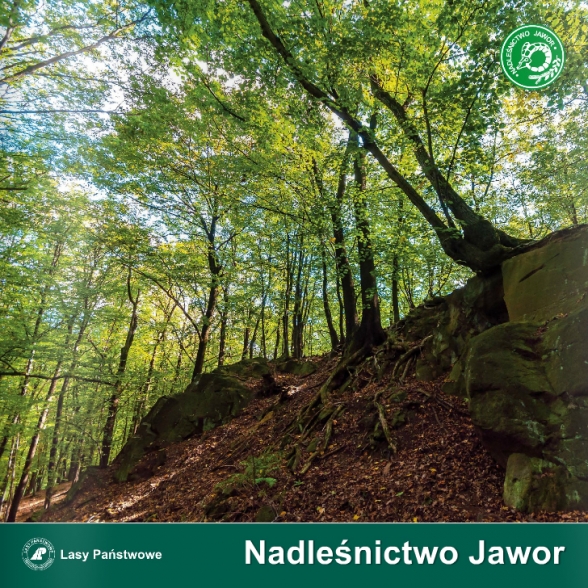 jawor