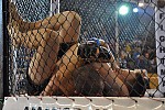 Zdjęcie na https://www.viapoland.com/ - portal informacyjny: Adrenalina Fight - Pierwsze Uderzenie