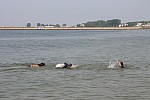 Zdjęcie na https://www.viapoland.com/ - portal informacyjny: Pokaz psów ratowniczych rasy Nowofundland 