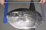 Zdjęcie na https://www.viapoland.com/ - portal informacyjny: Subtropikalna ryba w listopadowym Bałtyku 