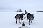 Zdjęcie na https://www.viapoland.com/ - portal informacyjny: Polacy i husky podbiją Arktykę 