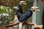 Zdjęcie na https://www.viapoland.com/ - portal informacyjny: Sensacja we wrocławskim zoo! Wykluł się jeden z najrzadszych gatunków ptaków na świecie