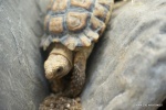 Zdjęcie na https://www.viapoland.com/ - portal informacyjny: Najmniejszy żółw świata jest we Wrocławiu