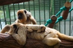 Zdjęcie na https://www.viapoland.com/ - portal informacyjny: Narodziny najgłośniejszej małpy Nowego Świata