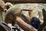 Zdjęcie na https://www.viapoland.com/ - portal informacyjny: Narodziny najgłośniejszej małpy Nowego Świata