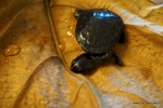 Zdjęcie na https://www.viapoland.com/ - portal informacyjny: We wrocławskim ZOO wykluło się pięć żółwi niezwykle rzadkiego gatunku