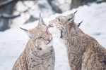 Zdjęcie na https://www.viapoland.com/ - portal informacyjny: Zachowania godowe zwierząt, czyli Walentynki w ZOO