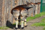 Zdjęcie na https://www.viapoland.com/ - portal informacyjny: List otwarty do zwiedzających wrocławskie zoo i sympatyków ogrodu