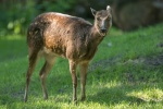 Zdjęcie na https://www.viapoland.com/ - portal informacyjny: Nowy wybieg dla takinów i jeleni Alfreda