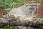 Zdjęcie na https://www.viapoland.com/ - portal informacyjny: Małe manule we wrocławskim ZOO