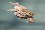 Zdjęcie na https://www.viapoland.com/ - portal informacyjny: Kijanki najbrzydszej żaby świata we wrocławskim ZOO