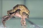 Zdjęcie na https://www.viapoland.com/ - portal informacyjny: Kijanki najbrzydszej żaby świata we wrocławskim ZOO