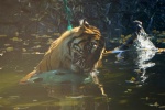 Zdjęcie na https://www.viapoland.com/ - portal informacyjny: Światowy dzień tygrysa