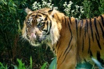 Zdjęcie na https://www.viapoland.com/ - portal informacyjny: Światowy dzień tygrysa