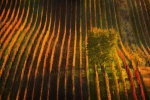 Zdjęcie na https://www.viapoland.com/ - portal informacyjny: Morawskie winnice. Raj dla miłośników krajobrazu i wina. Warsztaty fotograficzne z Tokiną