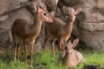 Zdjęcie na https://www.viapoland.com/ - portal informacyjny: Na świat przyszedł jedenasty „afrykański Bambi” 