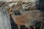 Zdjęcie na https://www.viapoland.com/ - portal informacyjny: Na świat przyszedł jedenasty „afrykański Bambi” 