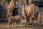 Zdjęcie na https://www.viapoland.com/ - portal informacyjny: III edycja „Dzikiego biegu” przez wrocławskie zoo 