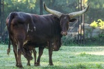 Zdjęcie na https://www.viapoland.com/ - portal informacyjny: Krowa z największymi rogami na świecie