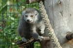 Zdjęcie na https://www.viapoland.com/ - portal informacyjny: Lemur koroniasty – jeden z najrzadszych i najbardziej zagrożonych gatunków lemurów