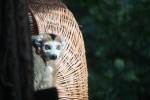 Zdjęcie na https://www.viapoland.com/ - portal informacyjny: Lemur koroniasty – jeden z najrzadszych i najbardziej zagrożonych gatunków lemurów