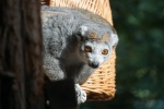 Zdjęcie na https://www.viapoland.com/ - portal informacyjny: Lemur koroniasty – jeden z najrzadszych i najbardziej zagrożonych gatunków lemurów