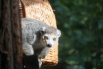 Zdjęcie na https://www.viapoland.com/ - portal informacyjny: Lemur koroniasty – jeden z najrzadszych i najbardziej zagrożonych gatunków lemurów