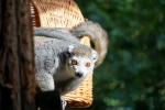 Zdjęcie na https://www.viapoland.com/ - portal informacyjny: Lemur koroniasty – jeden z najrzadszych i najbardziej zagrożonych gatunków lemurów