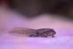 Zdjęcie na https://www.viapoland.com/ - portal informacyjny: We wrocławskim zoo można oglądać żaby z Titicaca. Otwarcie nowego akwarium  
