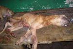 Zdjęcie na https://www.viapoland.com/ - portal informacyjny: Prawa zwierząt w innym wymiarze