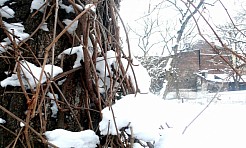 Fotografujemy zimowy ogród - Kraków (1)