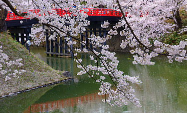 Japonia w sosnowieckim Egzotarium