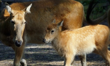 Milu - wymarły gatunek uratowany przez ogrody zoologiczne