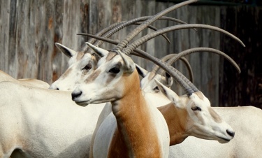 List otwarty do zwiedzających wrocławskie zoo i sympatyków ogrodu