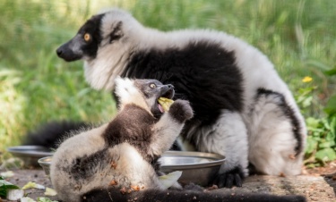 Pełne nadziei narodziny we wrocławskim zoo