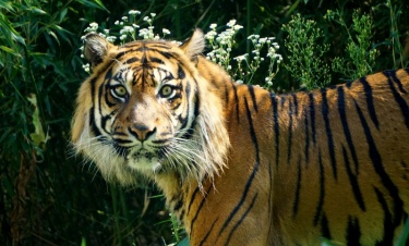 Światowy dzień tygrysa
