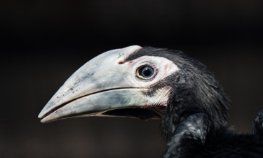 Czy Wrocław uratuje jednego z najrzadszych ptaków na świecie?