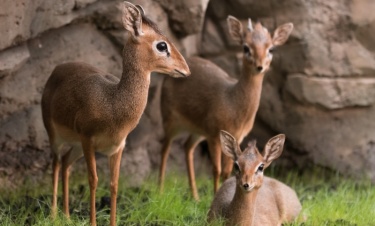 Na świat przyszedł jedenasty „afrykański Bambi” 