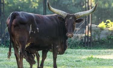 Krowa z największymi rogami na świecie