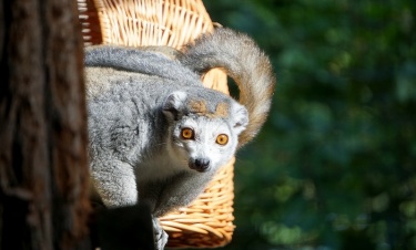 Lemur koroniasty – jeden z najrzadszych i najbardziej zagrożonych gatunków lemurów