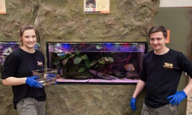 We wrocławskim zoo można oglądać żaby z Titicaca. Otwarcie nowego akwarium  