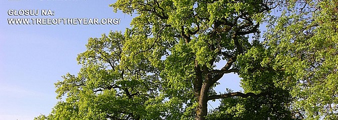 Dąb Wybickiego może zostać Europejskim Drzewem Roku - zagłosuj!