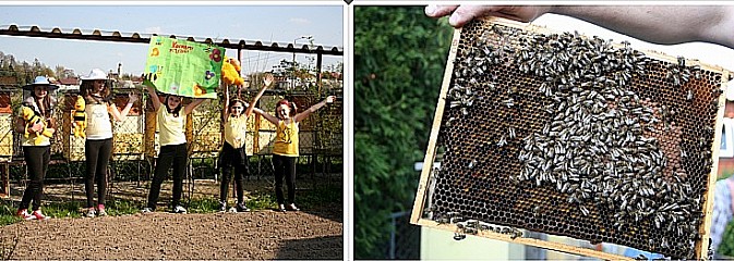 Bądź Przyjacielem Pszczół na piątkę! Ruszają kolejne Akademie Przyjaciół Pszczół w placówkach edukacyjnych ze Śląska 