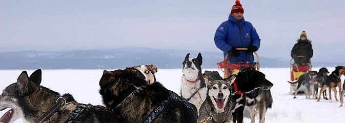 Polacy i husky podbiją Arktykę 