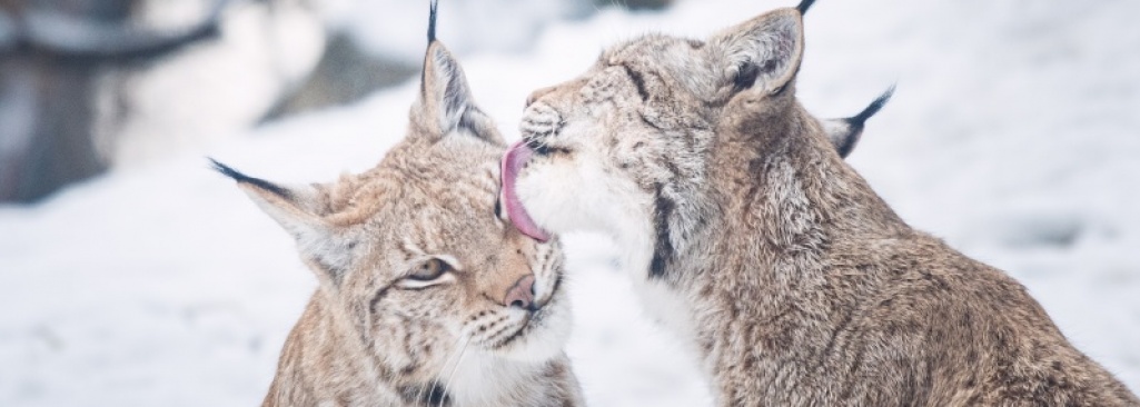 Zachowania godowe zwierząt, czyli Walentynki w ZOO