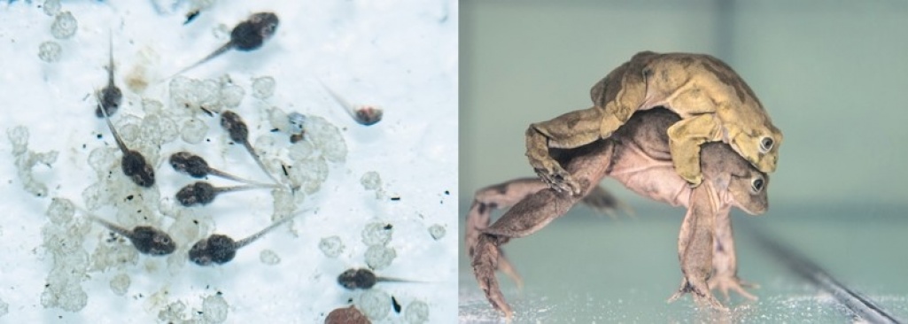 Kijanki najbrzydszej żaby świata we wrocławskim ZOO