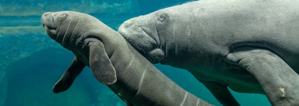 Sensacja we wrocławskim ZOO. Na świat przyszedł kolejny manat